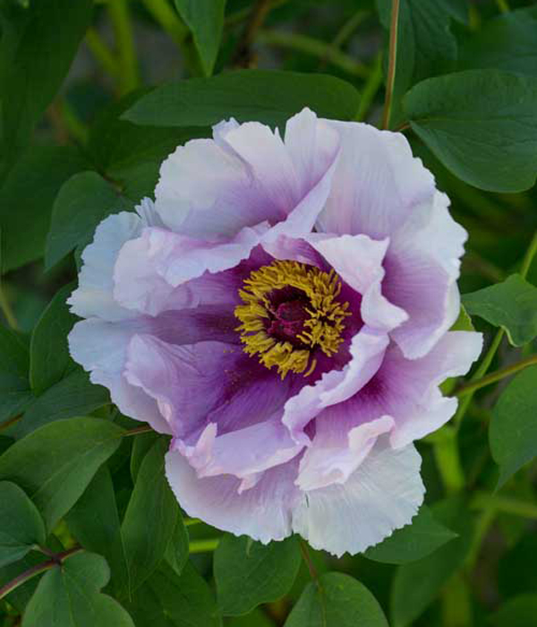 Peonia arborea - Fioritura di pesco () | Centro Botanico Moutan